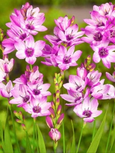 Bulbi Ixia - Panorama - Pachet 10 Bulbi