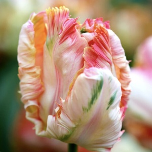 Bulbi Lalele Apricot Parrot – Pachet 5 Bulbi - Img 3