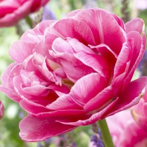 Bulbi Lalele Aveyron – Pachet 5 Bulbi - Img 4