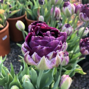 Bulbi Lalele Blue Wow – Pachet 5 Bulbi pentru Flori Duble, Violet-Argintiu - Img 2