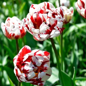 Bulbi Lalele Carnaval de Nice – Pachet 5 Bulbi