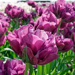 Bulbi Lalele Double Negrita – Pachet 5 Bulbi - Img 3