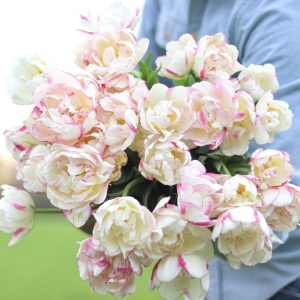 Bulbi Lalele Double Shake – Pachet 5 Bulbi - Img 2