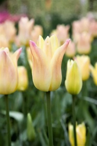 Bulbi Lalele Elegant Lady – Pachet 5 Bulbi - Img 2