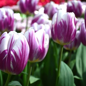 Bulbi Lalele Flamingo Flag – Pachet 5 Bulbi