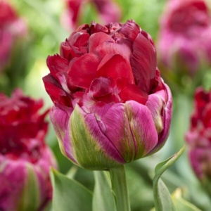 Bulbi Lalele Ice Cream Cranberry – Pachet 5 Bulbi