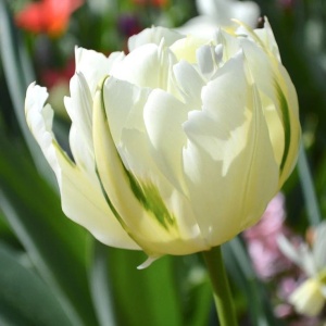 Bulbi Lalele Maureen Double – Pachet 5 Bulbi