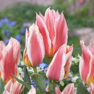 Bulbi Lalele Quebec – Pachet 5 Bulbi - Img 2