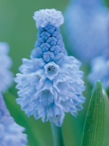 Bulbi Muscari - Azureum (10 bulbi) - Aqua Flowers - Img 1