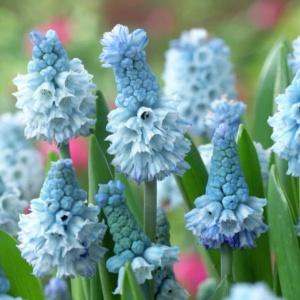 Bulbi Muscari - Azureum Pachet 10 Bulbi