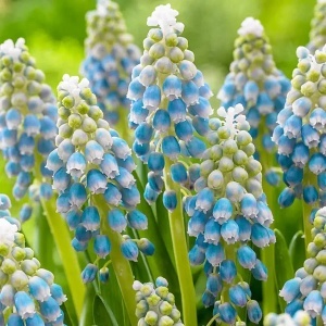 Bulbi Muscari - Snow Grape - Pachet 10 Bulbi