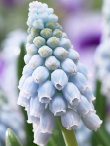 Bulbi Muscari - Valerie Finnis Pachet 10 Bulbi - Aqua Flowers - Img 3