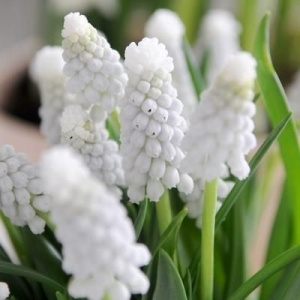 Bulbi Muscari - White Magic - Pachet 10 Bulbi