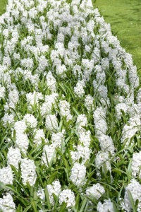 Bulbi Zambile Carnegie – Pachet 3 Bulbi - Img 2