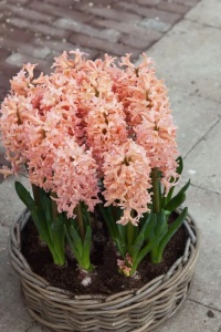 Bulbi Zambile Gipsy Queen – Pachet 3 Bulbi - Img 2