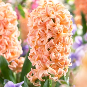 Bulbi Zambile Gipsy Queen – Pachet 3 Bulbi