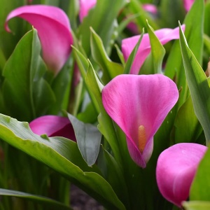 Cală - Hot Flashes – Pachet 1 bulb - Img 2