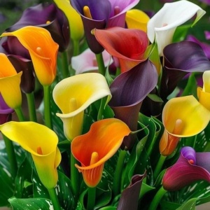 Cala Mix Rainbow Collection – Pachet 5 Bulbi