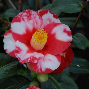 Camelia Japonica Roșu cu ALb - Royal Velvet - Ghiveci 2L H 50 - 60 cm