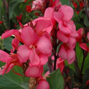 Canna – Tropical Rose - 1 radacina