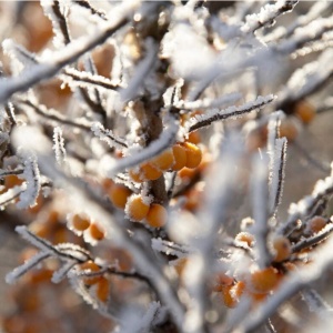 Cătină Hippophae Rhamnoides - Rădăcină Ambalată pentru Culturi Rezistente - Aqua Flowers - Img 2