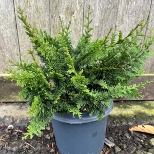 Chamaecyparis - Teddy Bear - Ghiveci 2L - H 50 - 70 cm