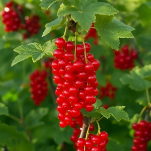 Coacăz Roșu Tufă – Rădăcină Ambalată