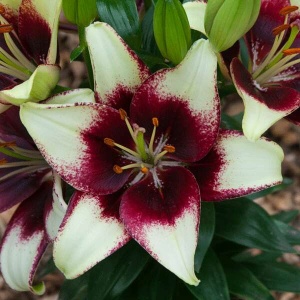 Crin Asiatic Curitiba – Pachet 3 Bulbi
