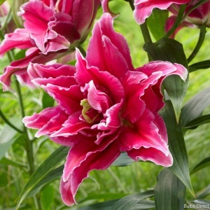 Crin Imperial Parfumat Double Pink – Pachet 1 Bulb