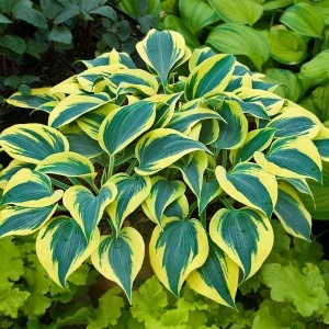 Crini de toamna "Hosta Blue Yellow" – Ghiveci 1.5L