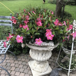 Floare terasă/balcon - Dipladenia Pink – Plantă la ghiveci - Aqua Flowers - Img 3