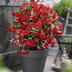 Floare terasă/balcon - Dipladenia Rosie - Ghiveci