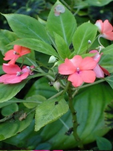 Floare terasă/balcon - Impatiens (sporul casei) - Aqua Flowers - Img 2