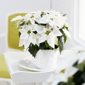 Floarea Crăciunului - Crăciuniță - Princettia White la Ghiveci, 25-30 cm Înălțime - Aqua Flowers - Img 2