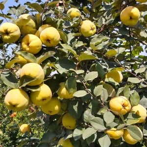 Gutui Cydonia - Anul 2, Rădăcină Ambalată - Pom Fructifer Rezistent, cu Fructe Aromate - Aqua Flowers - Img 1