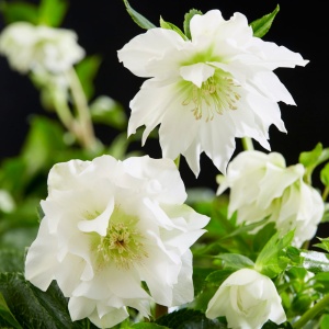 Helleborus - Spânz - Double Ellen White – Pachet 1 Rădăcină - Img 2