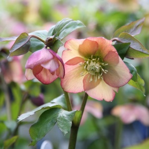 Helleborus - Spânz - Magic Apricot – Pachet 1 Rădăcină - Img 3
