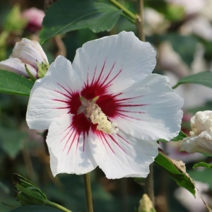 Hibiscus Pomisor alb - Ghiveci 3L - H 90-110 CM - Img 2