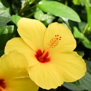 Hibiscus Pomisor galben tropical - Ghiveci 3L - H 90-110 CM - Img 2