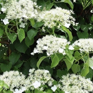 Hortensia cataratoare - Petiolaris - Ghiveci 2L - Img 3