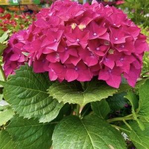 Hortensia Macrophylla - Alpengluhen - Ghiveci 2L - Img 2