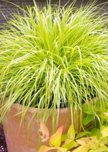 Iarba decorativă aurie - Festuca glauca 'Amigold' - Ghiveci - Inaltime la livrare 20-30cm Aqua Flowers - Img 1