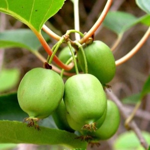 Kiwi Autofertil Issai - Fara Par - Ghiveci 2l - H 50-60 cm - Img 2