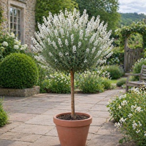 Lavanda Alba Pomisor - Ghiveci 2L - H 40-50cm