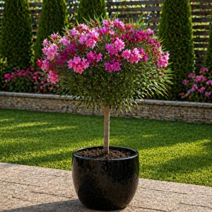 Leandru Pomisor - Flori Duble Roz - Rezisent La Ger -25°c - Ghiveci 5L H 80 - 90 cm