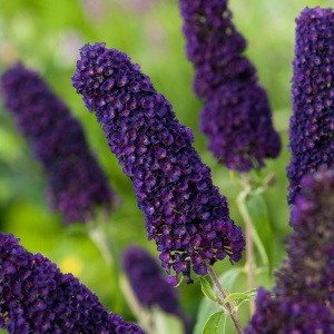 Liliac de Vara – Buddleja davidii Black Knight – Ghiveci P15 – Ghiveci - Aqua Flowers - Img 2