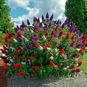 Liliac de vara - Buddleja Davidii Tricolor Mov-Alb-Rosu - Ghiveci - H 30 - 40 cm