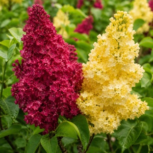 | Liliac Dublu Rosu cu Galben Syringa - Ghiveci 2L