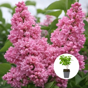 Liliac Dublu Roz Syringa - Ghiveci P9