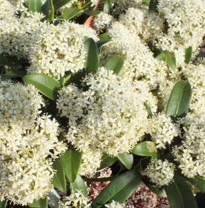 Liliac Japonez – Skimmia Japonica White – Ghiveci - H 50 cm - Img 1
